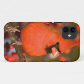 Nördlicher Kardinal in der Winterberge Case-Mate iPhone Hülle (Rückseite (Horizontal))