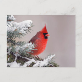 Nördlicher Kardinal in einem Baum Postkarte