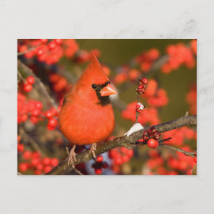Nördlicher Kardinal in Gewöhnlicher Winterbeere Postkarte