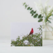 Nördlicher Kardinal in Mesziemlich Tree, Tucson Postkarte (Stehend Vorderseite)