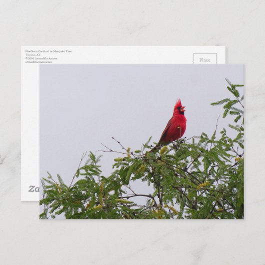 Nördlicher Kardinal in Mesziemlich Tree, Tucson Postkarte (Vorne/Hinten)