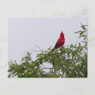 Nördlicher Kardinal in Mesziemlich Tree, Tucson Postkarte