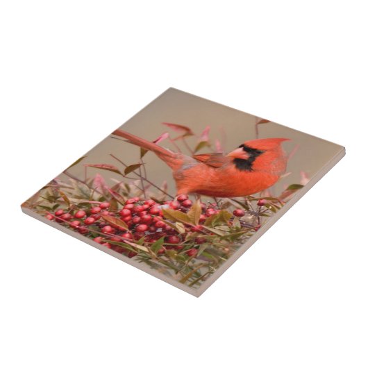 Nördlicher Kardinal in Nandina Himmlisch Bamboo Fliese (Seite)