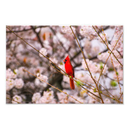 Nördlicher Kardinal in Rosa Fotodruck