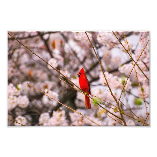 Nördlicher Kardinal in Rosa Fotodruck (Vorne)