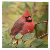 Nördlicher Kardinal in Tree im Frühherbst Fliese (Vorderseite)