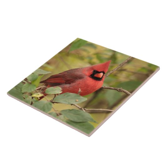 Nördlicher Kardinal in Tree im Frühherbst Fliese (Seite)