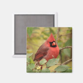 Nördlicher Kardinal in Tree im Frühherbst Magnet (Vorderseite/Rückseite)