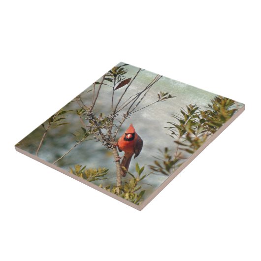 Nördlicher Kardinal in Wax Myrtle Fliese (Seite)