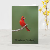 Nördlicher Kardinal Karte (Gelbe Blume)