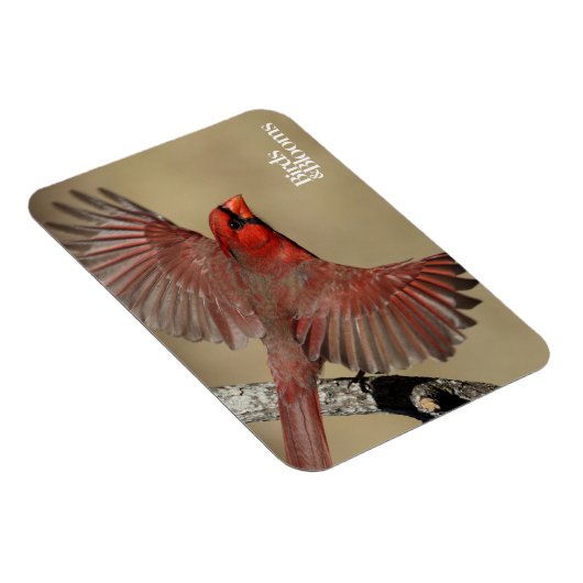 Nördlicher Kardinal Magnet (Rechte Seite)