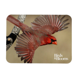 Nördlicher Kardinal Magnet