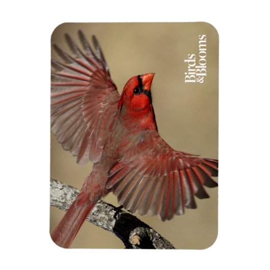 Nördlicher Kardinal Magnet (Vertikal)