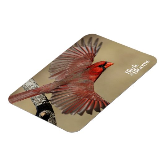 Nördlicher Kardinal Magnet (Linke Seite)