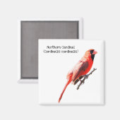 Nördlicher Kardinal Magnet (Vorderseite/Rückseite)