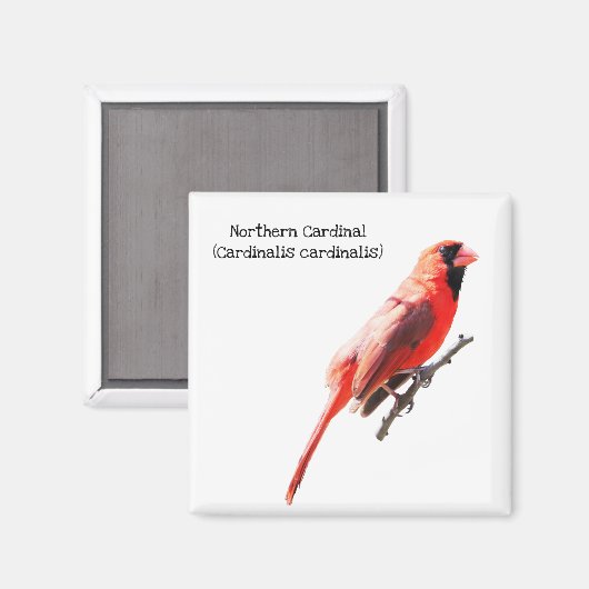 Nördlicher Kardinal Magnet (Vorderseite/Rückseite)