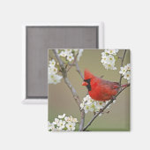 Nördlicher Kardinal Magnet (Vorderseite/Rückseite)