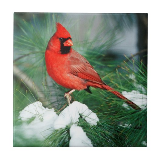 Nördlicher Kardinal Männchen auf Baum, IL Fliese (Vorderseite)