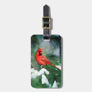 Nördlicher Kardinal Männchen auf Baum, IL Gepäckanhänger