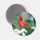 Nördlicher Kardinal Männchen auf Baum, IL Magnet (Vorderseite/Rückseite)