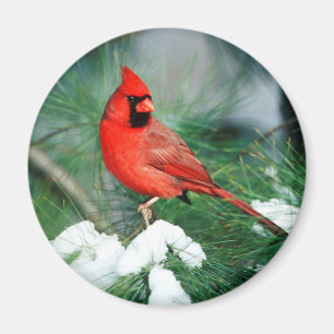 Nördlicher Kardinal Männchen auf Baum, IL Magnet
