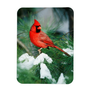 Nördlicher Kardinal Männchen auf Baum, IL Magnet