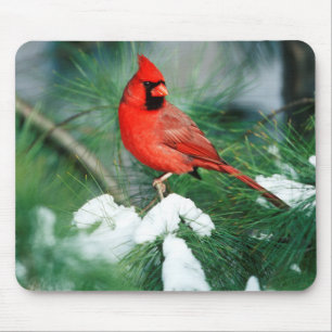 Nördlicher Kardinal Männchen auf Baum, IL Mousepad