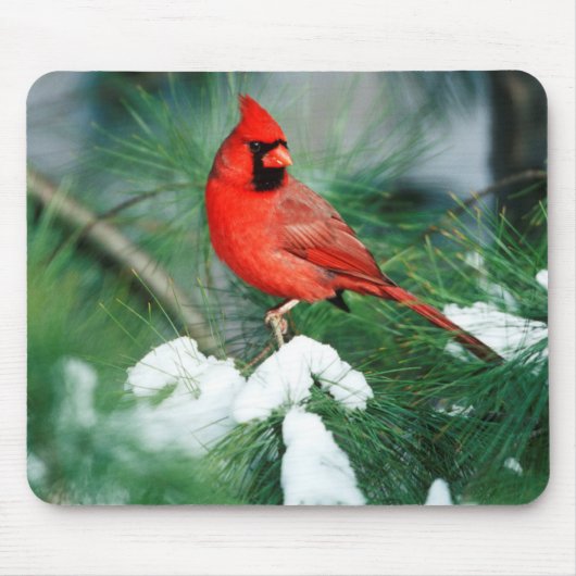 Nördlicher Kardinal Männchen auf Baum, IL Mousepad (Vorne)