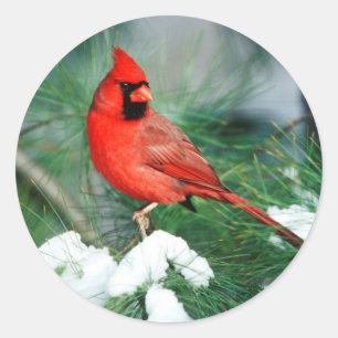 Nördlicher Kardinal Männchen auf Baum, IL Runder Aufkleber