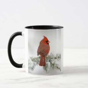 Nördlicher Kardinal-Männchen auf Blauer Atlas-Zede Tasse