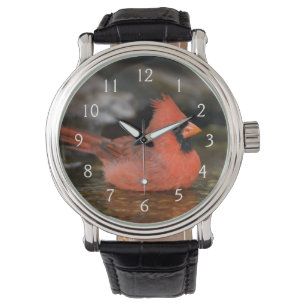 Nördlicher Kardinal Männchen badend Armbanduhr