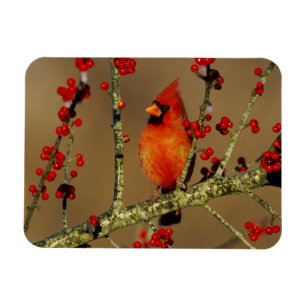 Nördlicher Kardinal Männchen sitzend, IL Magnet