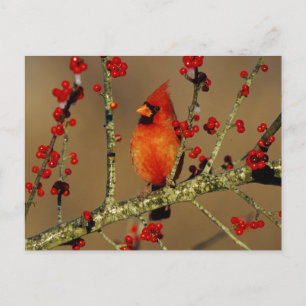 Nördlicher Kardinal Männchen sitzend, IL Postkarte