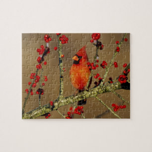 Nördlicher Kardinal Männchen sitzend, IL Puzzle