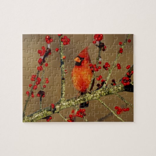 Nördlicher Kardinal Männchen sitzend, IL Puzzle (Horizontal)