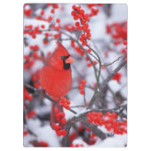 Nördlicher Kardinal Männchen, Winter, IL Klemmbrett (Rückseite)