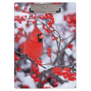 Nördlicher Kardinal Männchen, Winter, IL Klemmbrett