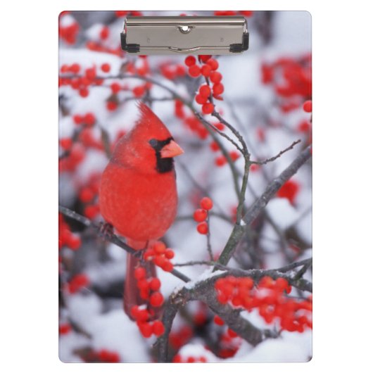 Nördlicher Kardinal Männchen, Winter, IL Klemmbrett (Vorderseite)