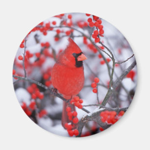 Nördlicher Kardinal Männchen, Winter, IL Magnet