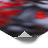 Nördlicher Kardinal Männchen, Winter, IL Poster (Ecke)