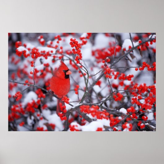 Nördlicher Kardinal Männchen, Winter, IL Poster (Vorne)