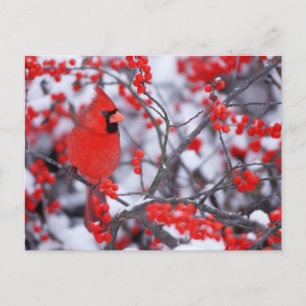 Nördlicher Kardinal Männchen, Winter, IL Postkarte