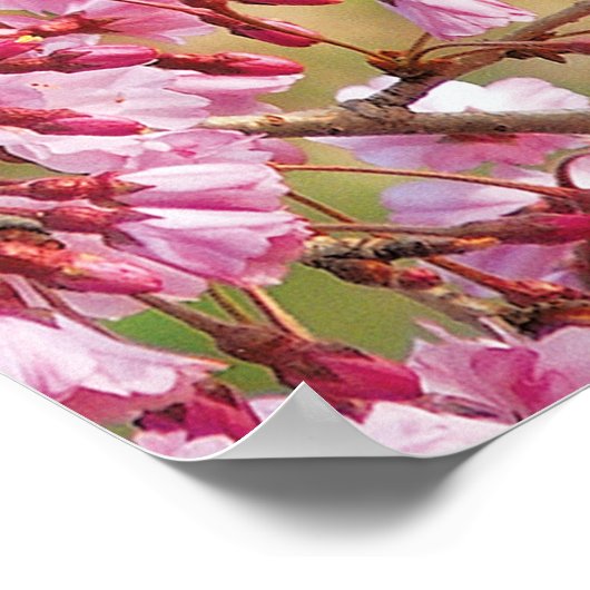 Nördlicher Kardinal Poster (Ecke)