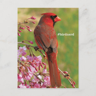 Nördlicher Kardinal Postkarte
