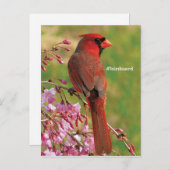Nördlicher Kardinal Postkarte (Vorne/Hinten)