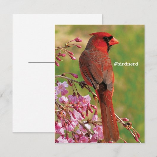 Nördlicher Kardinal Postkarte (Vorne/Hinten)