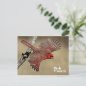 Nördlicher Kardinal Postkarte (Stehend Vorderseite)