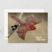 Nördlicher Kardinal Postkarte (Vorne/Hinten)