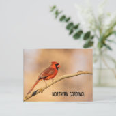 Nördlicher Kardinal Postkarte (Stehend Vorderseite)