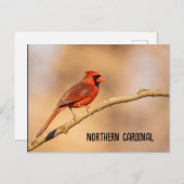Nördlicher Kardinal Postkarte (Vorne/Hinten)